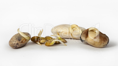 Sprouted beans close up