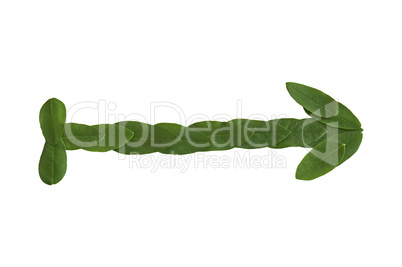 Natural leaf arrow. Leaf made.