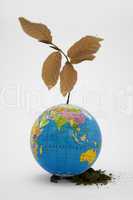 Globe with dried plant