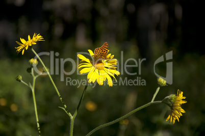 Butterfly on yellow daisies