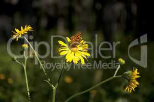 Butterfly on yellow daisies