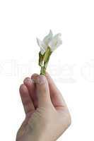 Hand gives small bouquet flowers