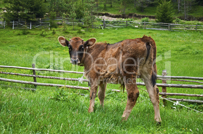 Brown young calf