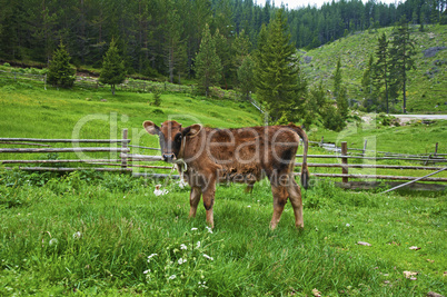 Brown young calf