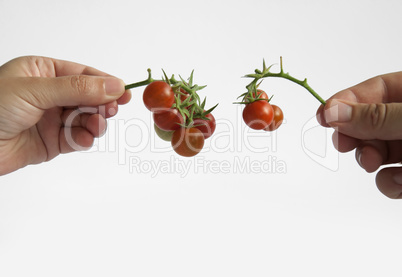 Two hands holding tomatos with stem