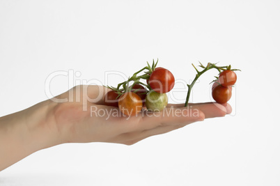 Hand holding cherry tomatos