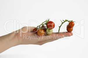 Hand holding cherry tomatos