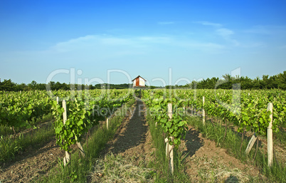 Vineyards