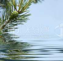 Pine branches and cone reflecting in the water