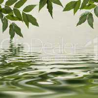 Green leaves reflecting in the water
