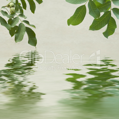 Green leaves and chestnuts  reflecting in the water