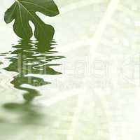 Green fig leaf reflecting in the water