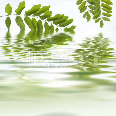 Green leaves reflecting in the water