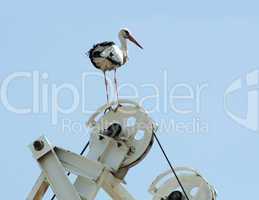 Stork perched on a machine