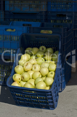 Apples in crates
