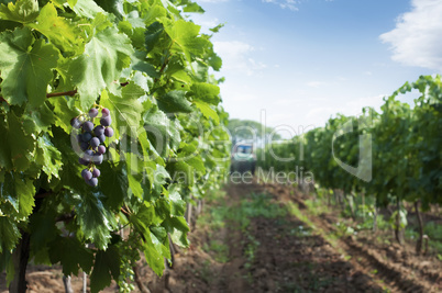 Spraying of vineyards