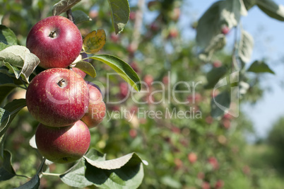 Apple tree