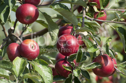 Apple tree