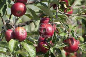 Apple tree