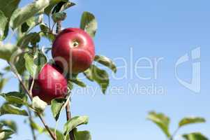 Apple tree