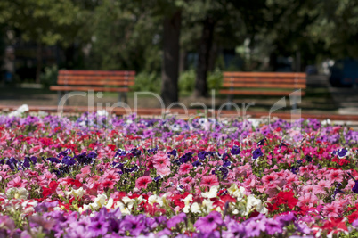 Flower garden in the park