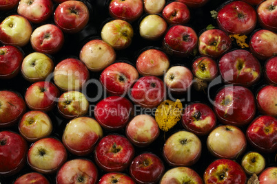 apples in water