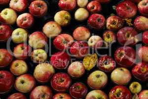 apples in water