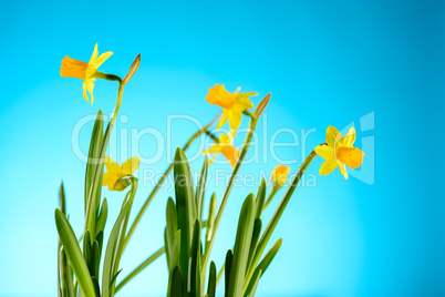 yellow narcissus spring flowers on blue background