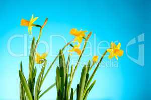 yellow narcissus spring flowers on blue background