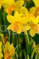 yellow narcissus spring flowers