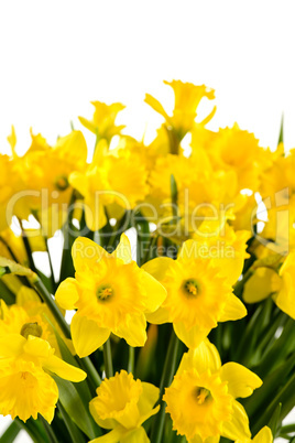 spring flowers yellow narcissus on white background