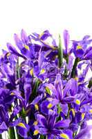 spring flowers blue iris