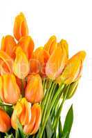 spring flowers yellow and orange tulips