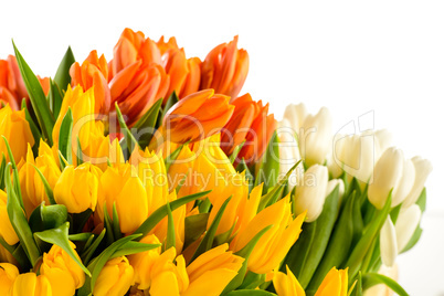 colorful bunch of tulips spring flowers