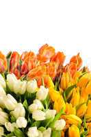 spring flowers colorful bouquets of tulips