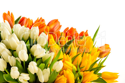 bouquet of colorful tulip flowers spring freshness