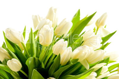 bunch of white tulips spring flowers