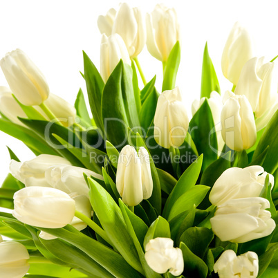 white tulip flowers