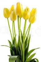 yellow tulips flowers with long stalk