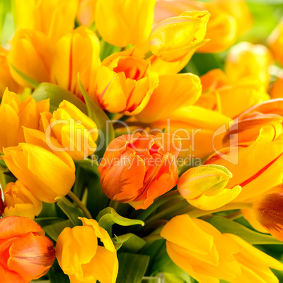 detail of colorful tulip flowers spring