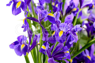 detail of purple iris spring flower