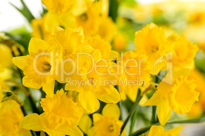 detail of yellow narcissus spring flower