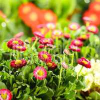 bellis red potted spring flowers