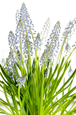 muscari blue spring flower potted plant