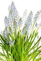 muscari blue spring flower potted plant