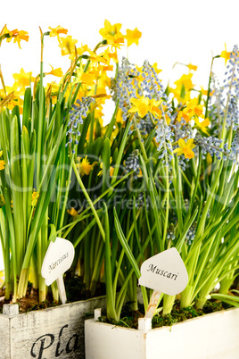 muscari and narcissus spring potted flower