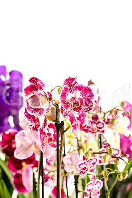 colorful orchidaceae on white background