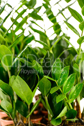 zamioculcas zamiifolia potted house plant