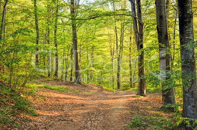 spring forest