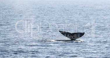 Gray Whale Tail